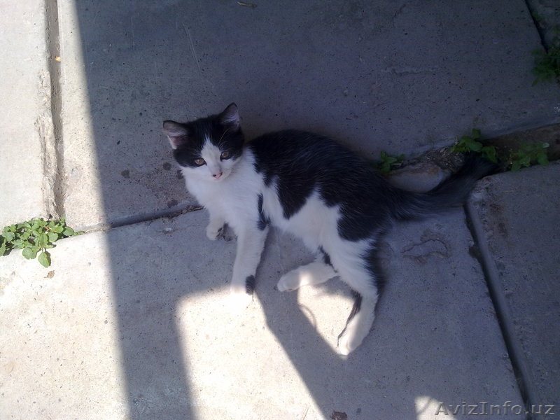 отдам котят даром - Изображение #1, Объявление #930031