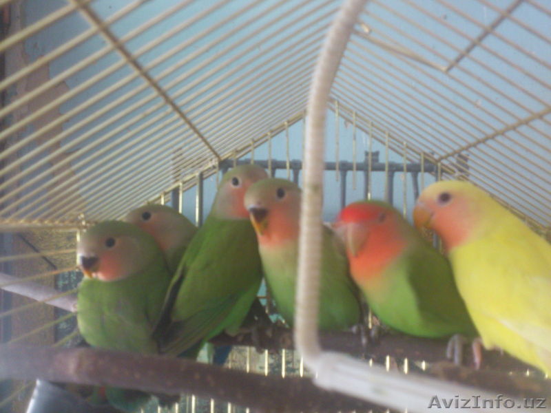 Продаю ,попугаев Неразлучников. - Изображение #1, Объявление #946006