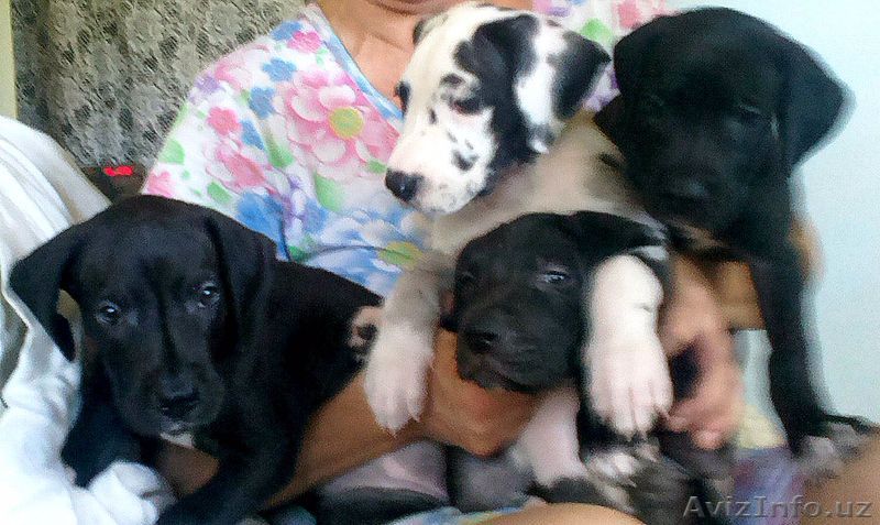 продам щенков крупной породы нем. дога .Возраст 1,5 месяца.торг не уме - Изображение #1, Объявление #943085
