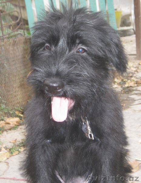 Щенки Ризеншнауцера - Изображение #1, Объявление #972169