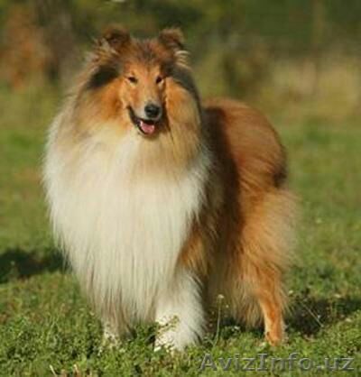 колли 1.5 года кабель - Изображение #1, Объявление #994082