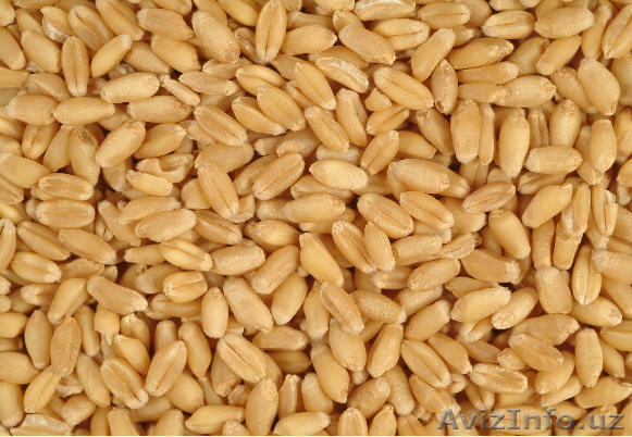 продаю крупным оптом (вагонными партиями) ПШЕНИЦУ мягкую (из Казахстана) 3-класс - Изображение #1, Объявление #986860