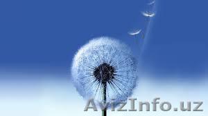 Muhammad Yuldashev. +99893 5664009, muhamed_9999@mail.ru - Изображение #1, Объявление #1011307