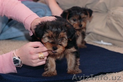 Йоркширского терьера щенки ищут новый дом - Изображение #1, Объявление #1011149