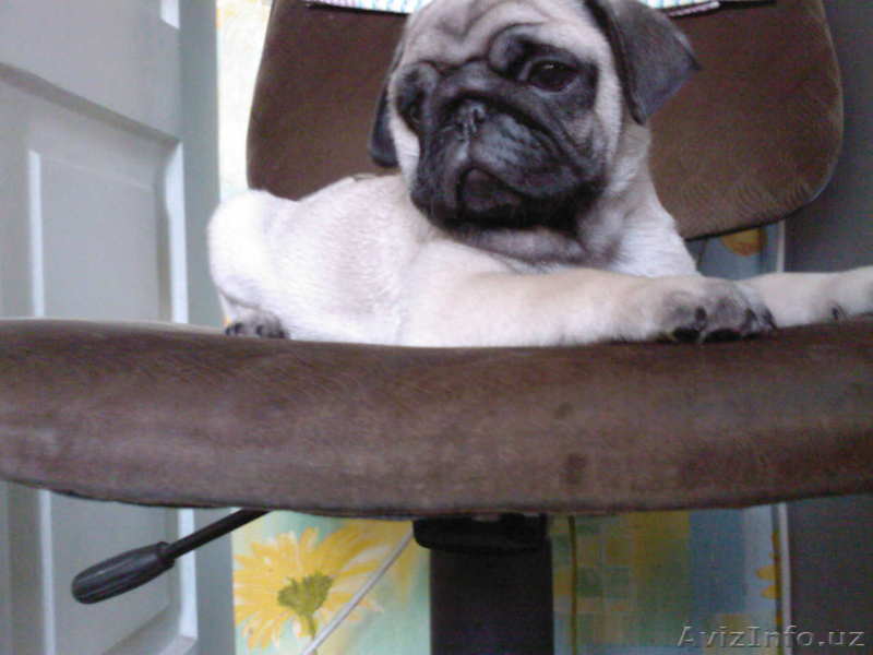 Продаются щенки ротвейлера и бардоского дога  - Изображение #1, Объявление #1013712