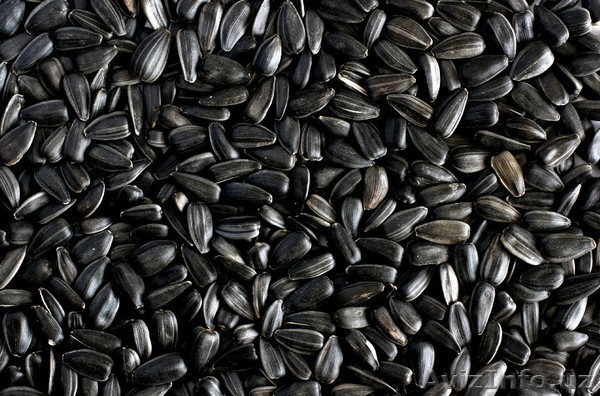 Поставляем на экспорт зерновые и масличные культуры - Изображение #1, Объявление #1026219