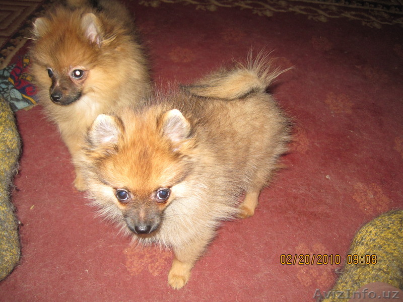 Продаются Щенки Немецкого Шпица - Изображение #1, Объявление #1026119