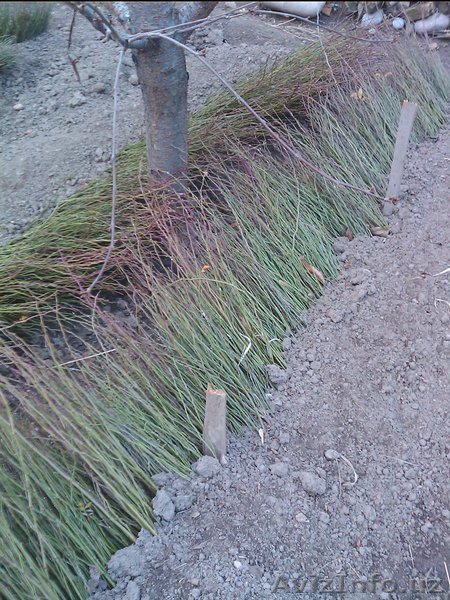 саженцы шиповника - Изображение #1, Объявление #1062829