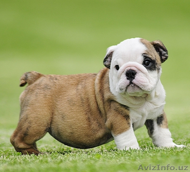 Английский бульдог щенки  - Изображение #1, Объявление #1063666