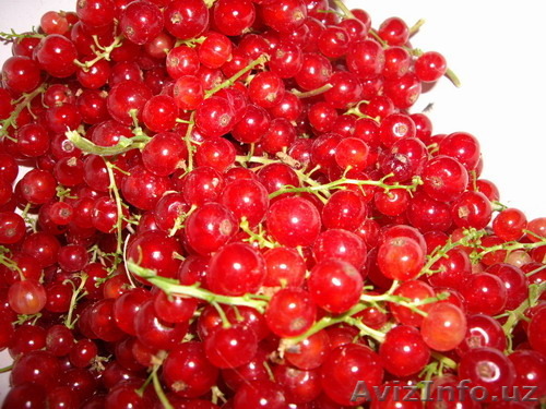 Кусты красной смородины - Изображение #1, Объявление #1104973