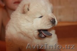 Щенки чау-чау.Окрас крем. - Изображение #1, Объявление #1116332