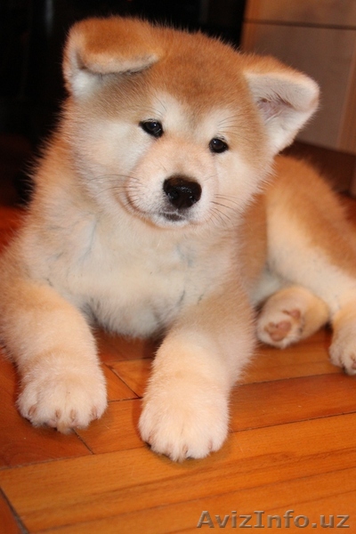 АКИТА-ину щенок (алиментный) - Изображение #1, Объявление #1153555