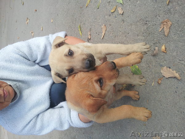 щенки породы немецкой овчарки с шарпеем - Изображение #1, Объявление #1156484