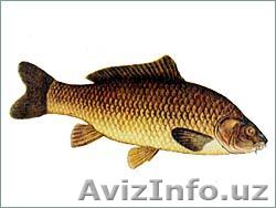 Консультация ихтиолога - Изображение #1, Объявление #1173114