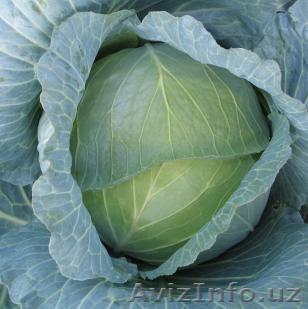 Семена Китано. Белокочанная капуста NAOMI F1 /  Наоми - Изображение #1, Объявление #1187821