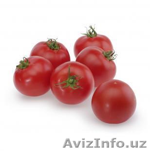 Семена Китано. Томат TAILER F1 / Тайлер  - Изображение #1, Объявление #1187820