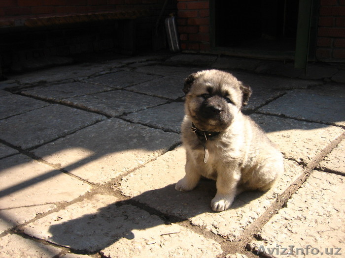 Частное лицо отдаст в хорошие руки щенков кавказской овчарки - Изображение #1, Объявление #1190093