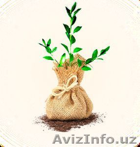 Реализация саженцев фруктовых деревьев - Изображение #1, Объявление #1203413