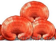 Ганодерма Люцидум Вечный источник Здоровья - Изображение #1, Объявление #1245944