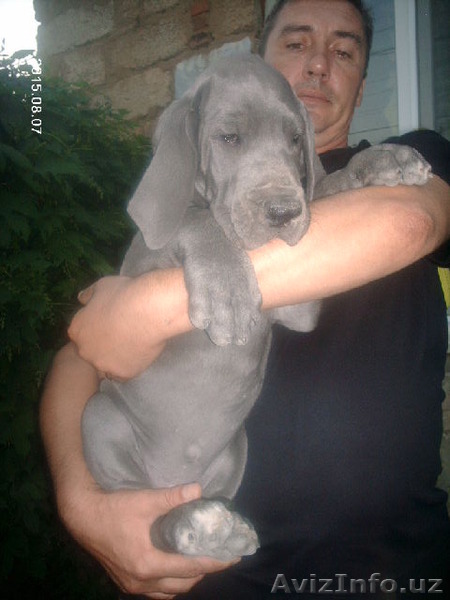 Щенки немецкого голубого дога - Изображение #1, Объявление #1299109