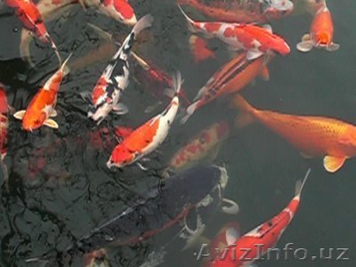 Продаются Карпы Кои  - Изображение #1, Объявление #1313040