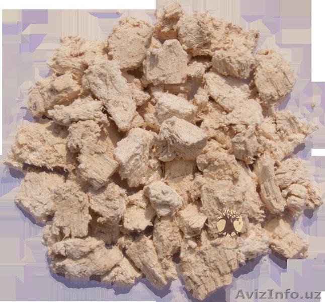 Агарикус Лиственничная губка гриб агарик - Изображение #1, Объявление #1315372