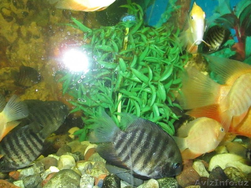 Продаю ложных дискусов от 3-10 см цвет серый с полосками и желтый - Изображение #1, Объявление #1342056