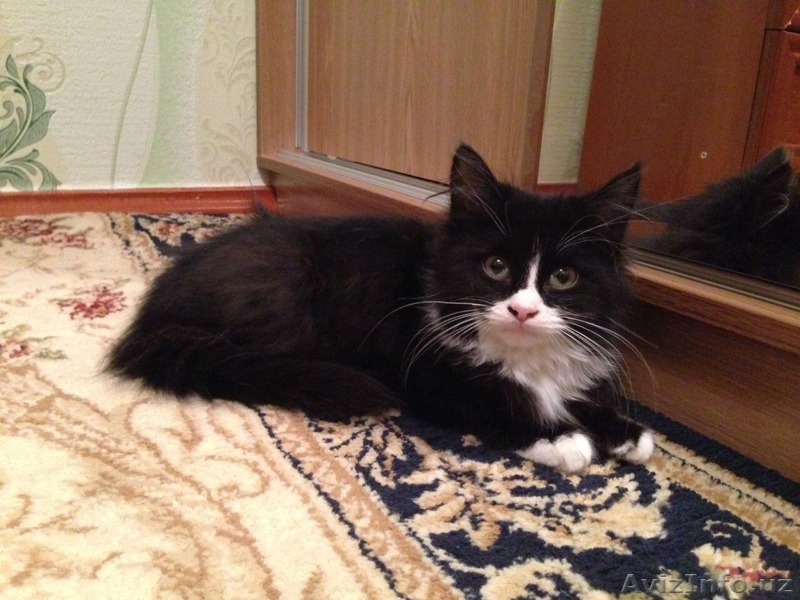 отдам прелестного и ласкового котенка в заботливые руки!!! - Изображение #1, Объявление #1342718