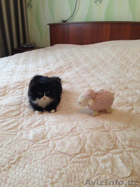 отдам котенка в заботливые руки!!! - Изображение #1, Объявление #1345102