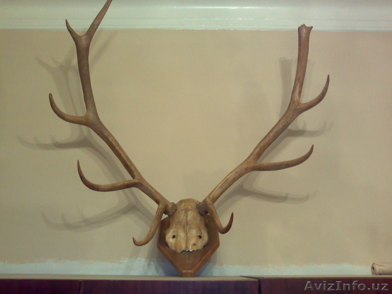 Декоративная подвеска из рогов - Изображение #1, Объявление #1352326
