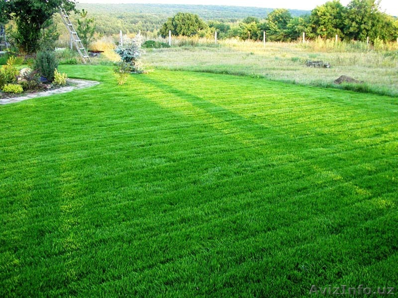 Посев газонов! Уход. Ремонт! - Изображение #1, Объявление #1377931