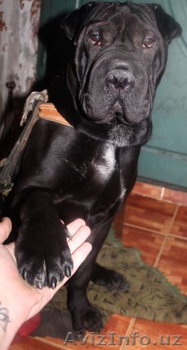 Продам срочно, чистопородного Шарпея. - Изображение #1, Объявление #1374940