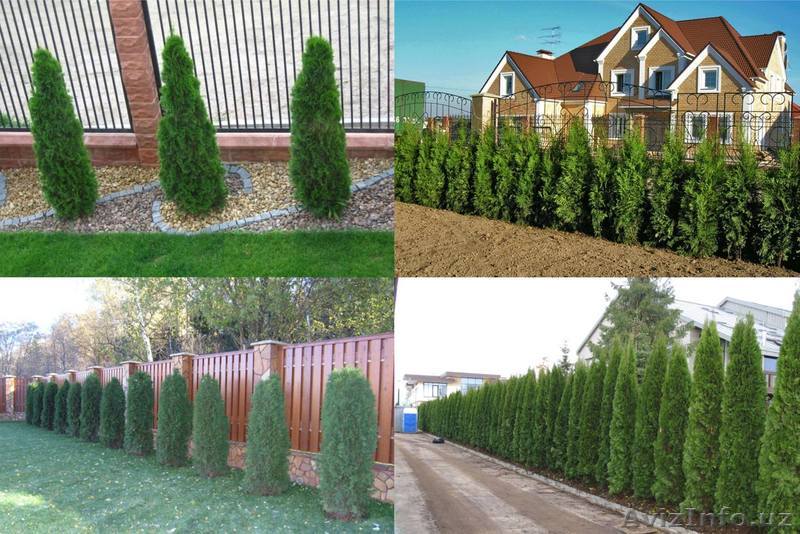 акция на хвойные деревья - Изображение #1, Объявление #1394041