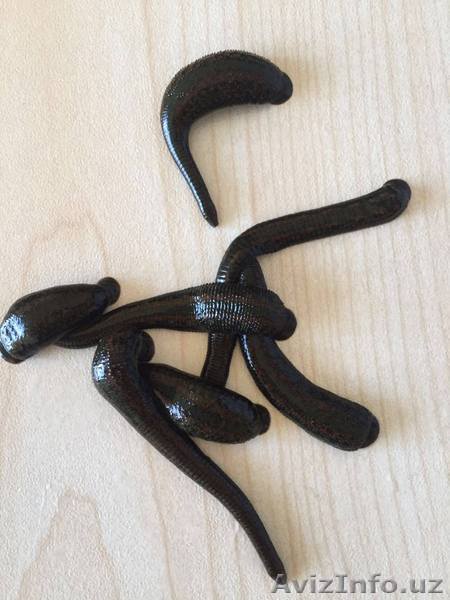 продаю медицинский пиявки - Изображение #1, Объявление #1382150