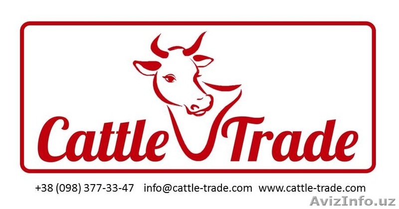 Племенные нетели с Дании - Изображение #1, Объявление #1384213