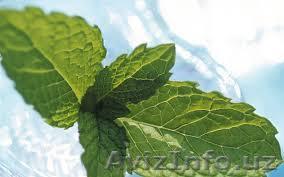 Calmiskin, 5 мл - Изображение #1, Объявление #1389517