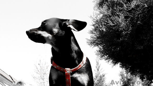 присмотрим за Вашим питомцем - Изображение #1, Объявление #1397752