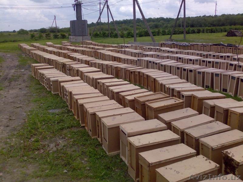 Пчелопакеты 3+1 карпатка и карник в неограниченном количестве - Изображение #1, Объявление #1395161