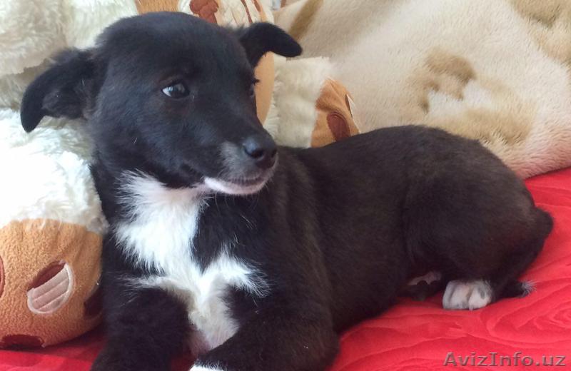 Ищем ХОРОШЕГО, ЛЮБЯЩЕГО, ОТВЕТСТВЕННОГО, ПРЕДАННОГО хозяина! - Изображение #1, Объявление #1384548