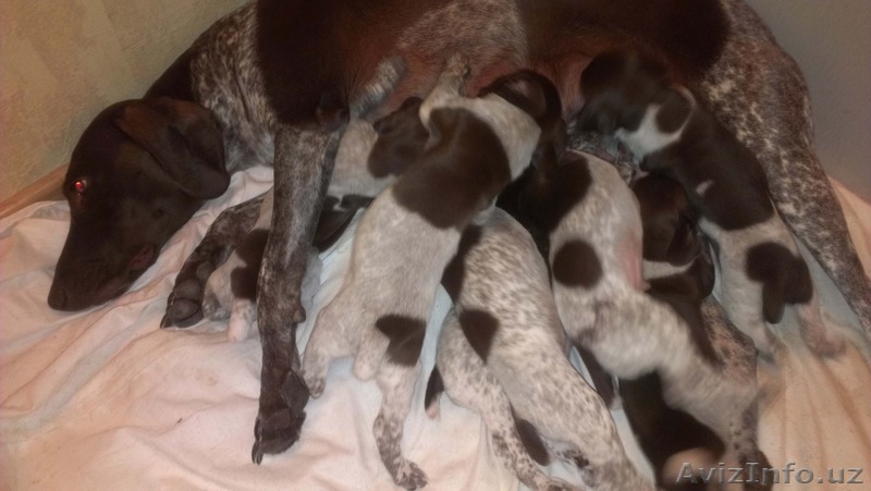 Щенки "Курцхаара" - Изображение #1, Объявление #1404334