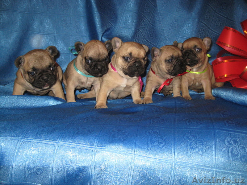 Щенки Французского Бульдога - Изображение #1, Объявление #1406179