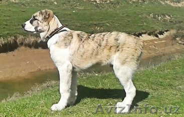 Продается подрощенный щенок алабая - Изображение #1, Объявление #1443572