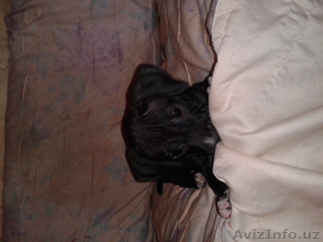 Продам щенков питбультерьера. Срочно.  - Изображение #1, Объявление #1453383