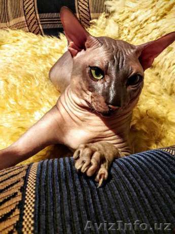 Сфинкс. Вязка. Окрас-голубой (резинка ) .Глаза зеленые .  - Изображение #1, Объявление #1457304