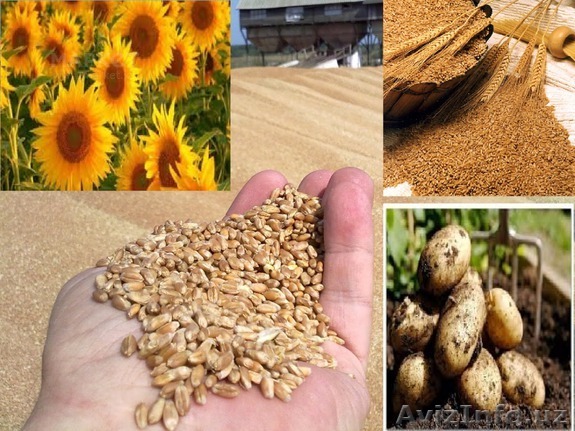 Пшеница из Казахстана от производителя! 2-4 класса - Изображение #1, Объявление #1481175