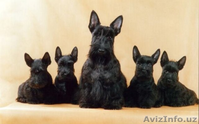 Продам щенят шотландского скотч-терьера - Изображение #1, Объявление #1473034