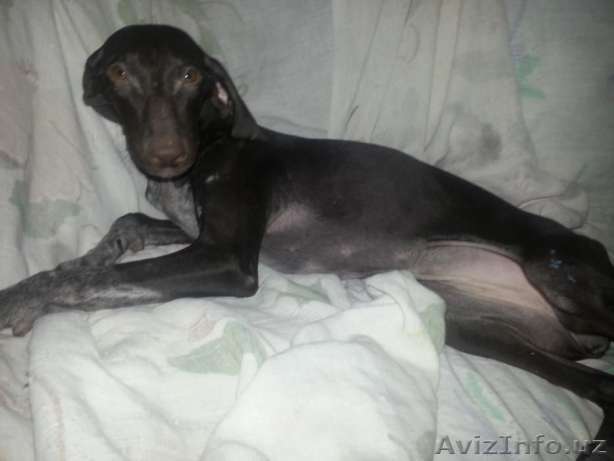 курцхаар щенок чистой крови - Изображение #1, Объявление #1486702