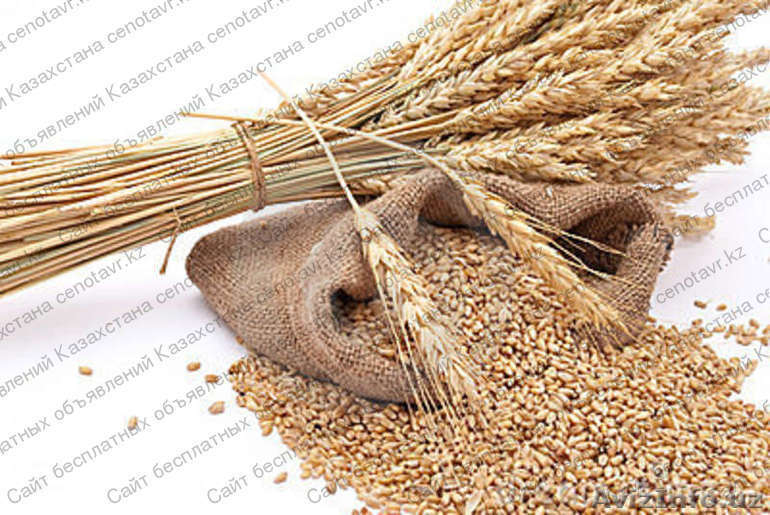 пшеница  - Изображение #1, Объявление #1365124
