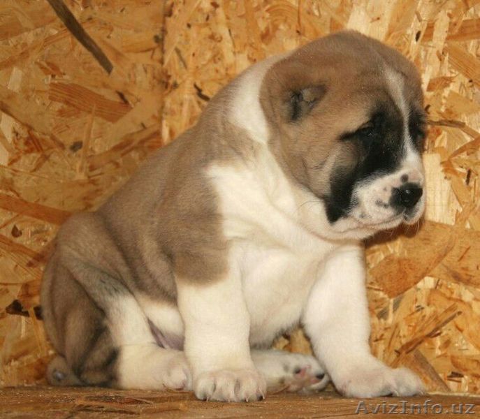 Продаю среднеазиатский алабай  - Изображение #1, Объявление #1496057