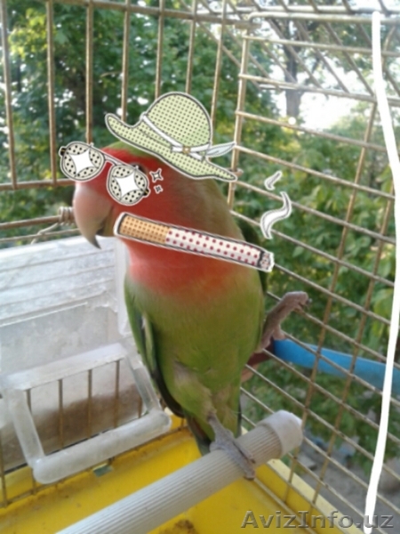 неразлучник с клеткой и дуплянкой - Изображение #1, Объявление #1505500